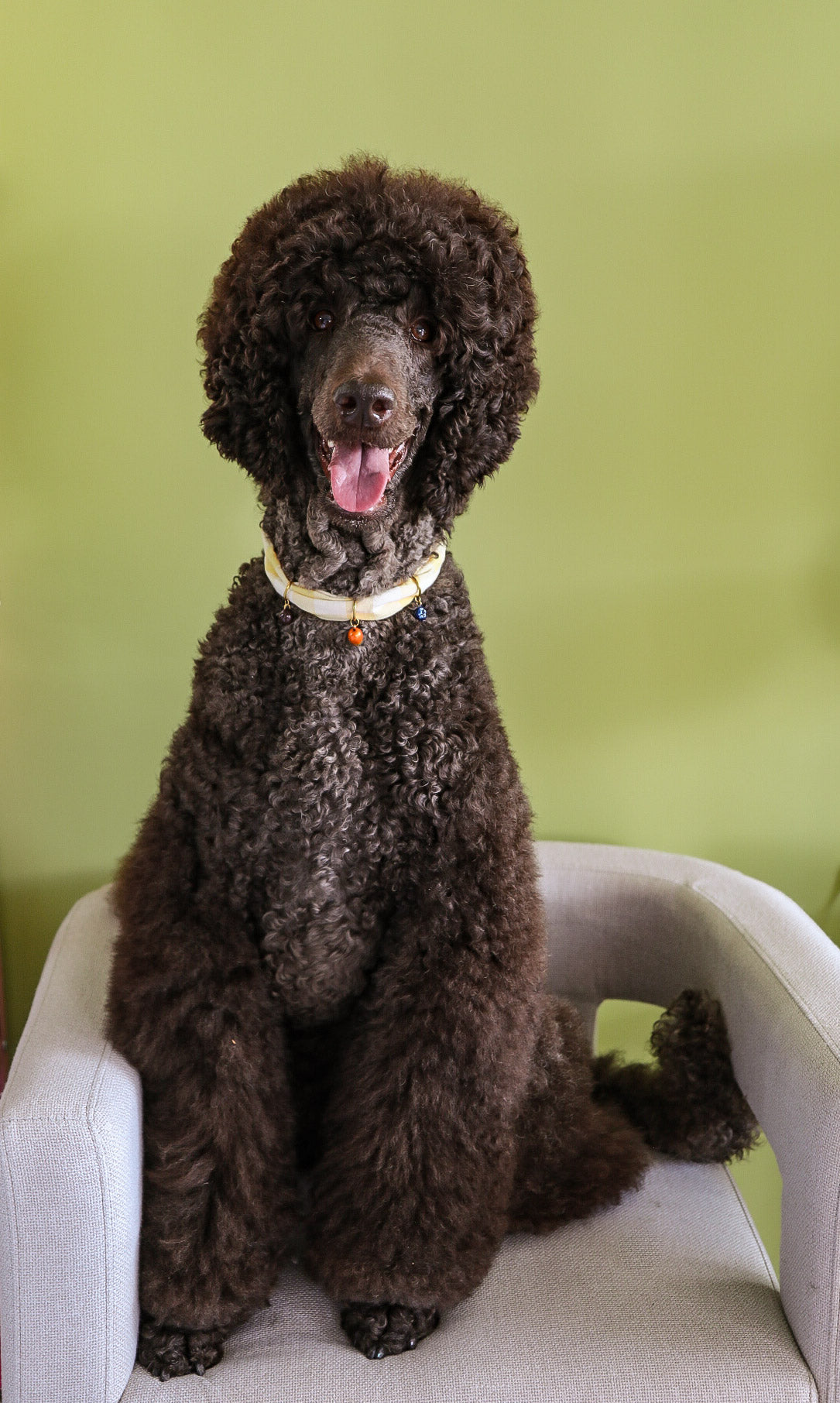 CHARM YOUR PET · MADRID