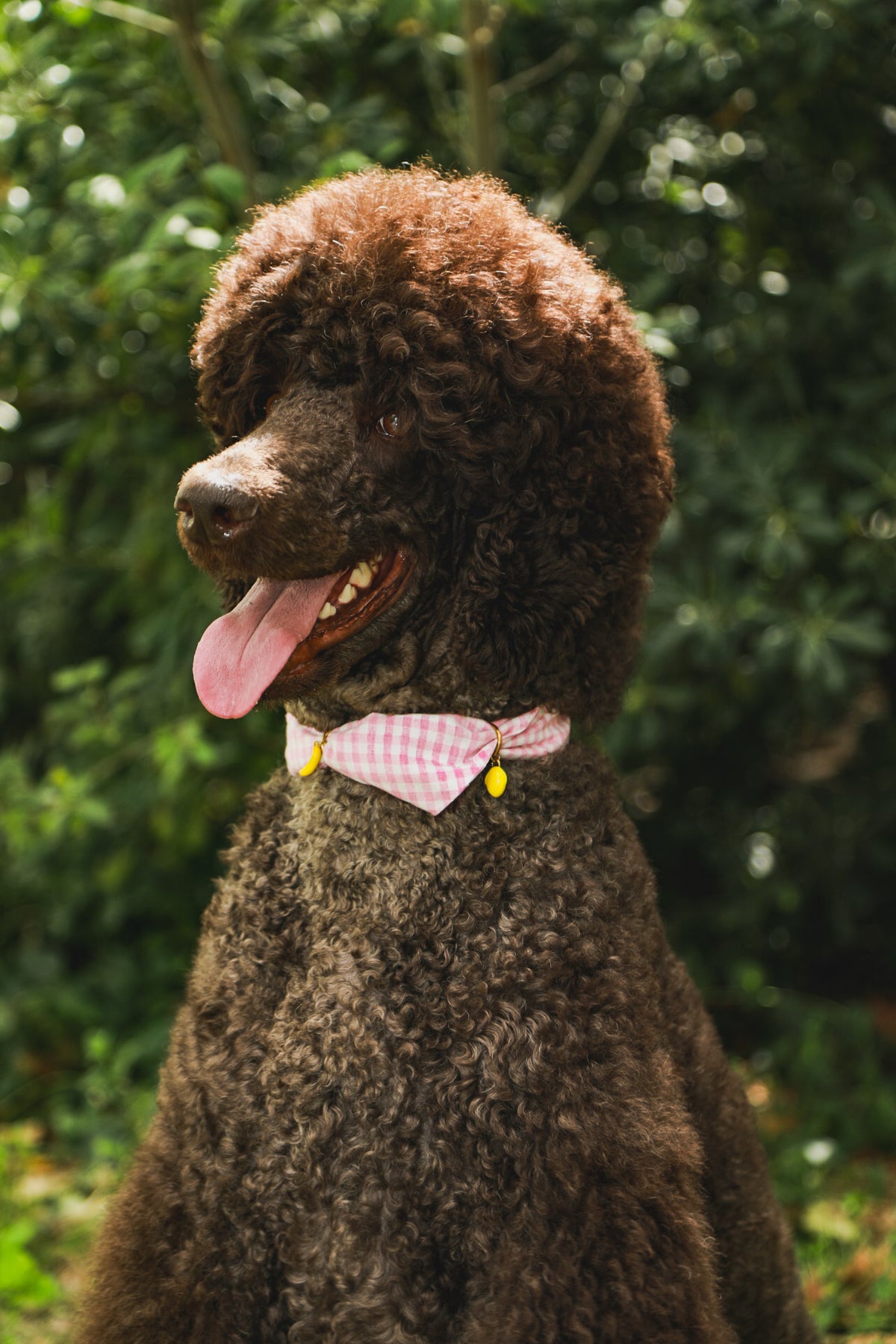 CHARM YOUR PET · MADRID