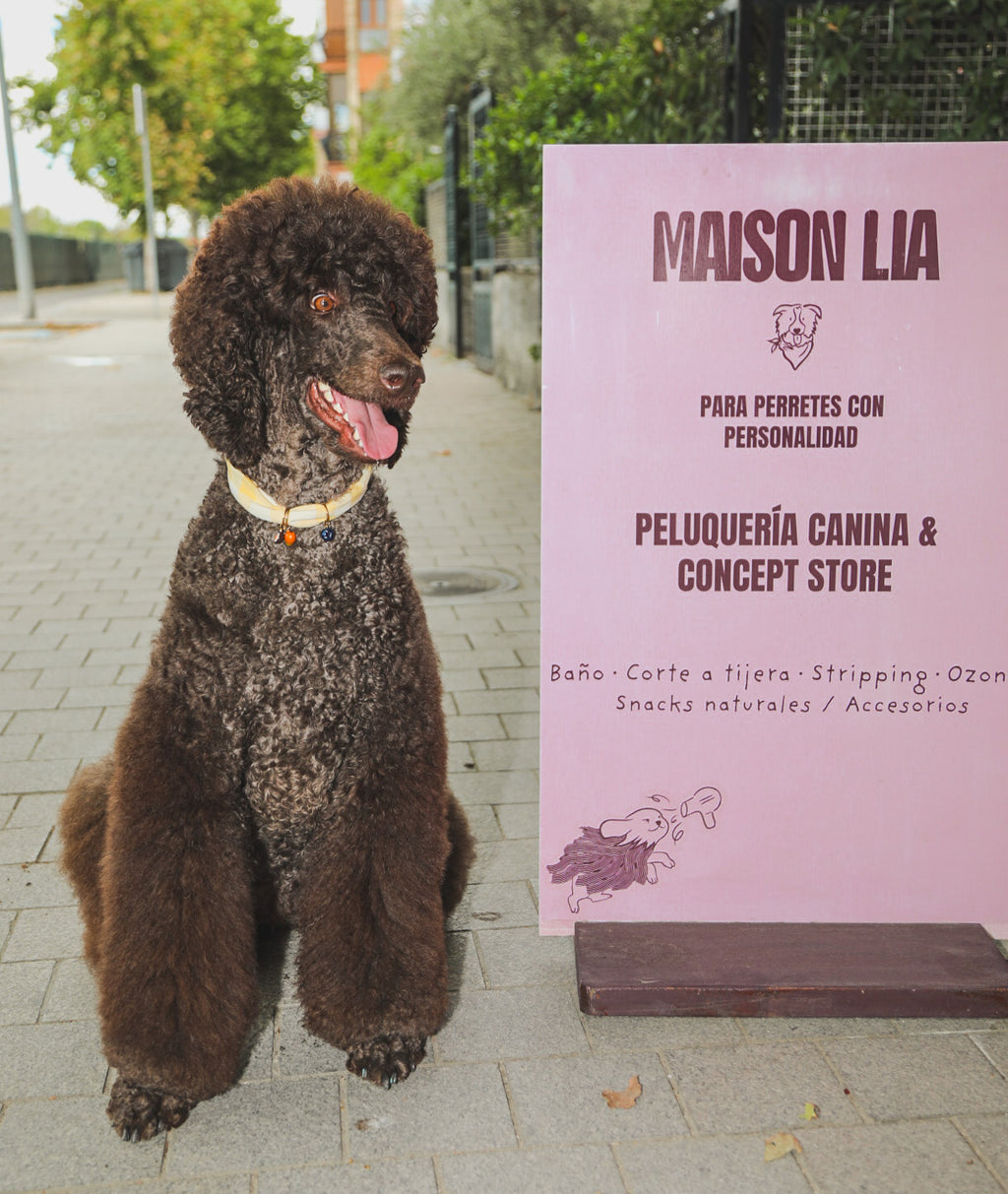 CHARM YOUR PET · MADRID